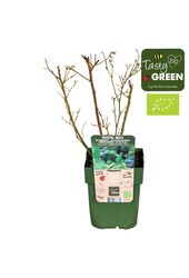 Vaccinium corymbosum Bingo Blue Bio P13