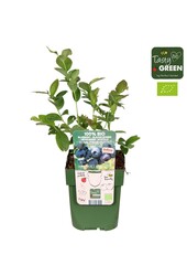 Vaccinium corymbosum Blue Dessert® Bio P13