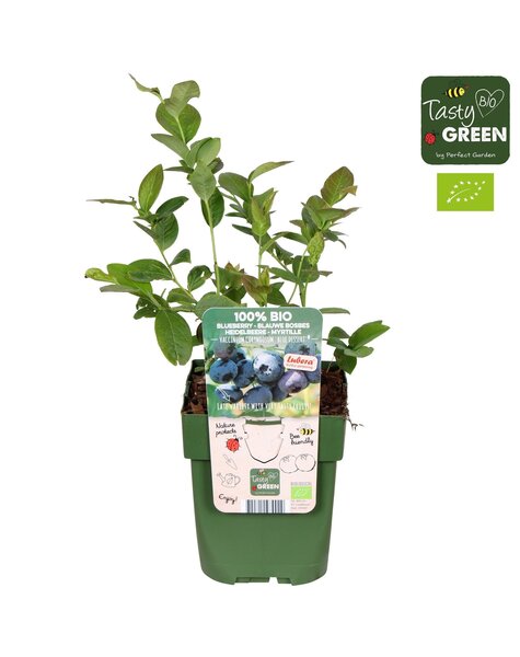 Vaccinium corymbosum Blue Dessert® Bio P13