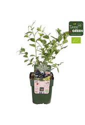 Vaccinium corymbosum Blue Dessert® Bio P13