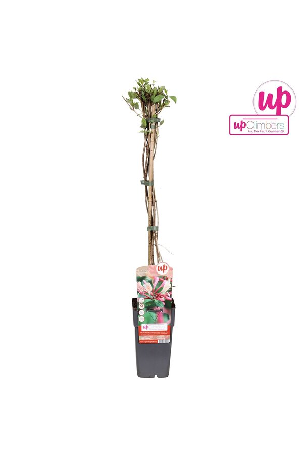 Lonicera periclymenum Belgica P15