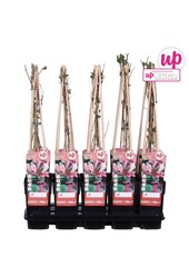 Lonicera periclymenum Belgica P15