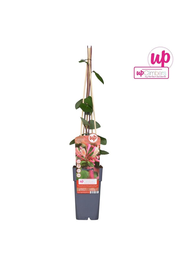 Lonicera periclymenum Belgica P15