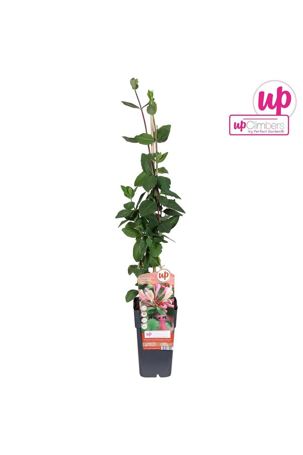 Lonicera periclymenum Belgica P15