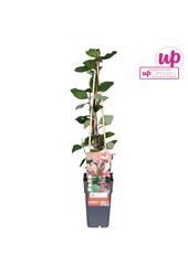 Lonicera periclymenum Belgica P15