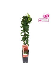 Lonicera periclymenum Belgica P15