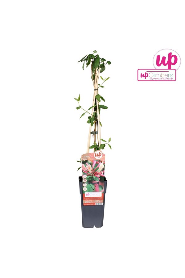 Lonicera periclymenum Belgica P15