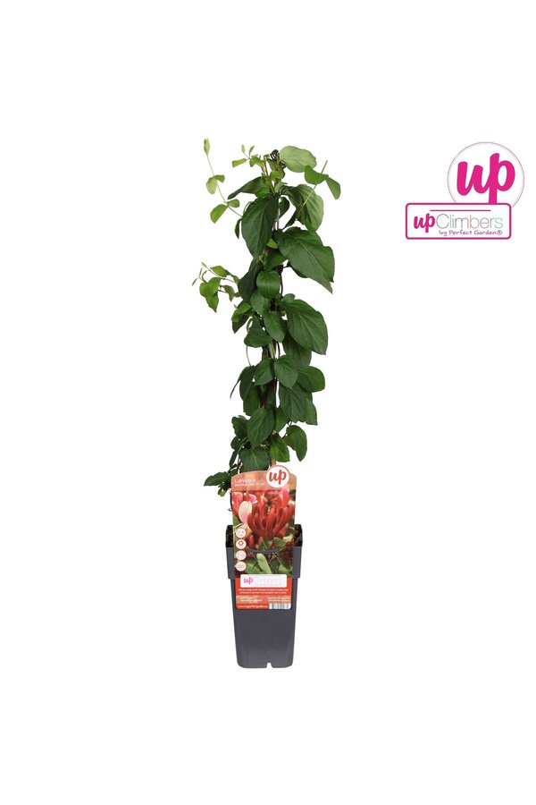 Lonicera periclymenum Belgica P15