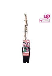 Lonicera periclymenum Belgica P15