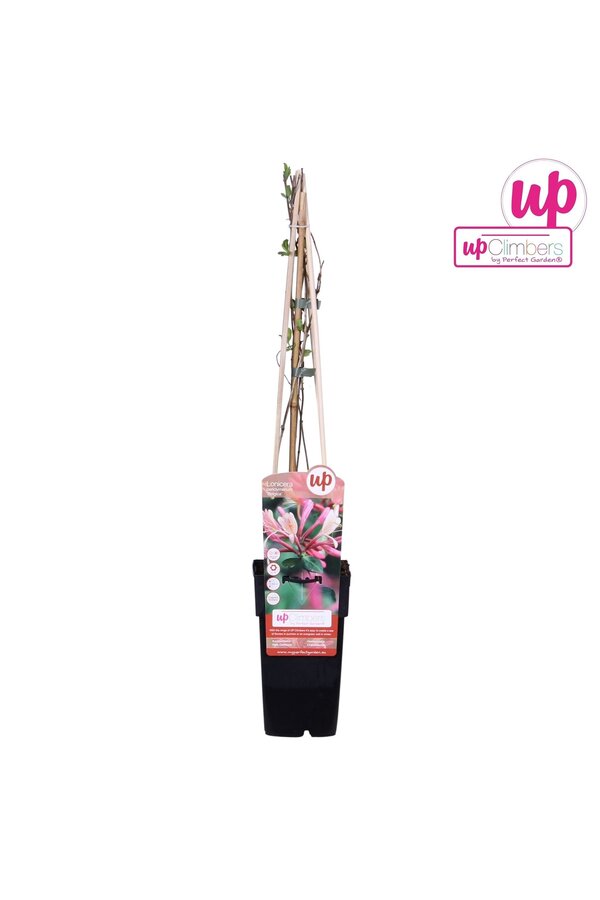 Lonicera periclymenum Belgica P15