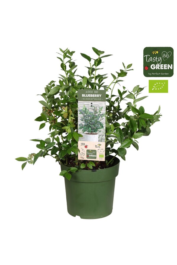 Vaccinium Bingo Blue Patio Bio P23