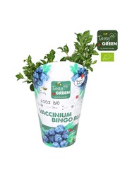 Vaccinium Bingo Blue Bio P14