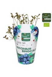Vaccinium Bingo Blue Bio P14