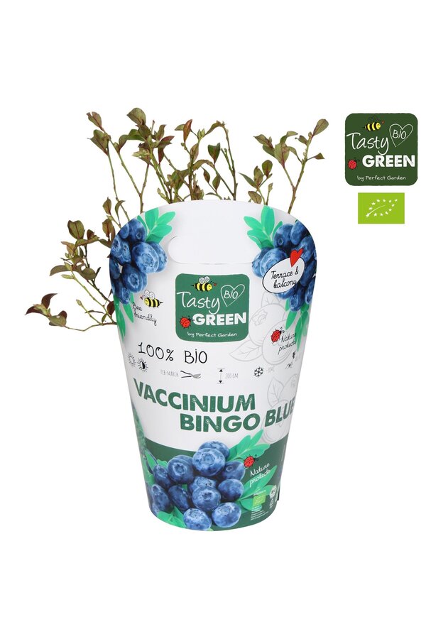 Vaccinium Bingo Blue Bio P14