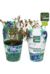 Vaccinium Bingo Blue Bio P14