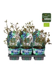 Vaccinium Bingo Blue Bio P14
