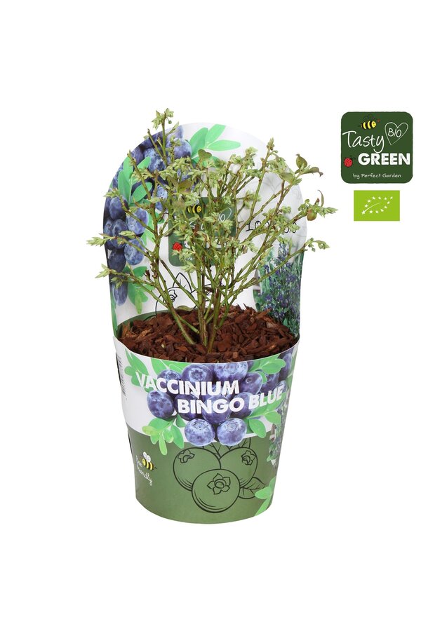 Vaccinium Bingo Blue Bio P14