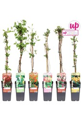 Lonicera mix tray P15