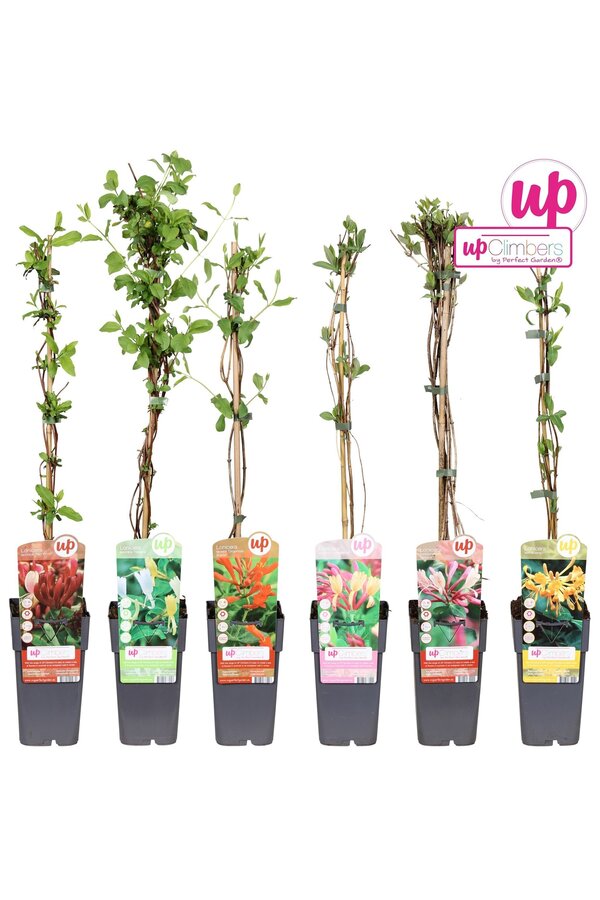 Lonicera mix tray P15