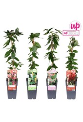 Lonicera mix tray P15