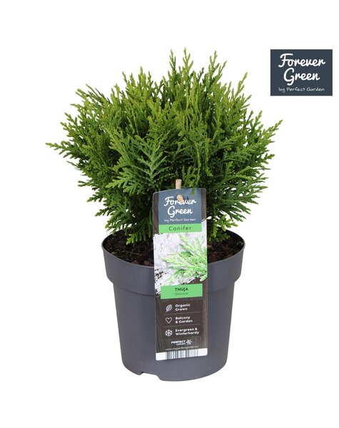 Thuja occidentalis Danica P14