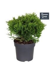 Thuja occidentalis Danica P14