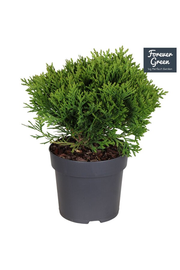 Thuja occidentalis Danica P14