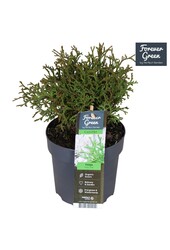 Thuja occidentalis Tiny Tim P14