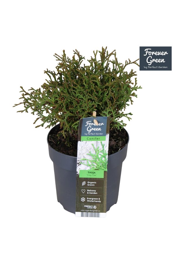Thuja occidentalis Tiny Tim P14