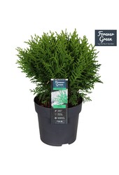Thuja occidentalis Tiny Tim P14