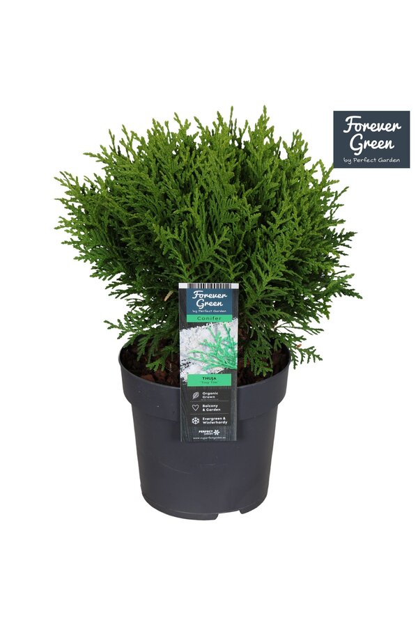 Thuja occidentalis Tiny Tim P14