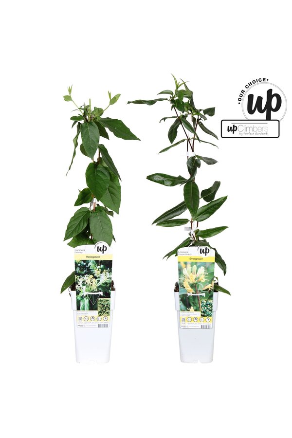 Lonicera Our Choice mix tray P15