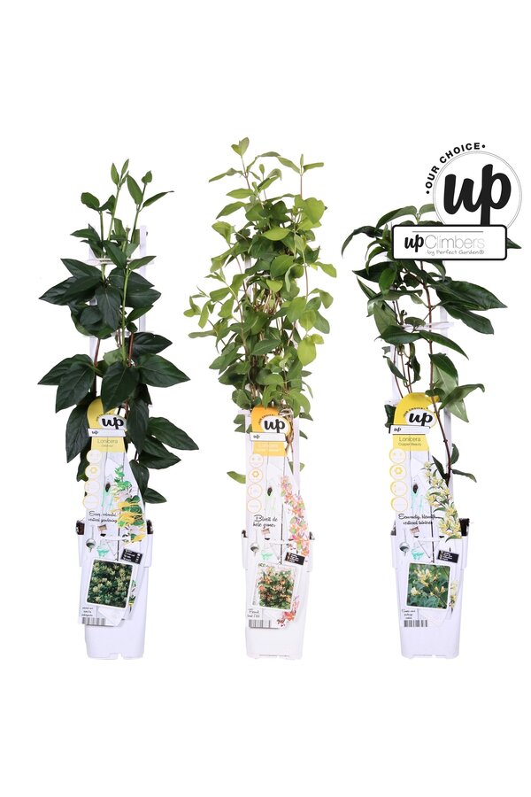 Lonicera Our Choice mix tray P15