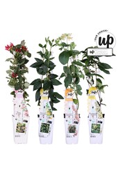 Lonicera Our Choice mix tray P15