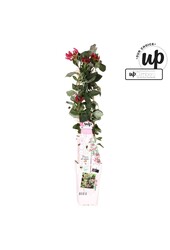 Lonicera Notre Choix mélange en plateau P15