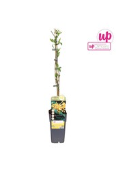 Lonicera Tellmanniana P15