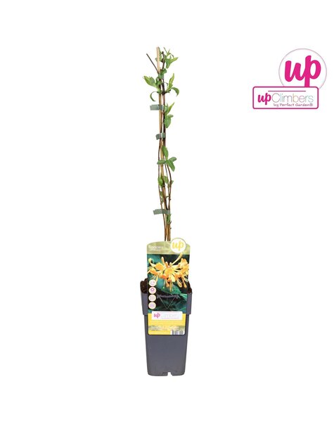 Lonicera Tellmanniana P15