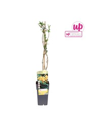 Lonicera Tellmanniana P15