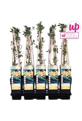 Lonicera Tellmanniana P15