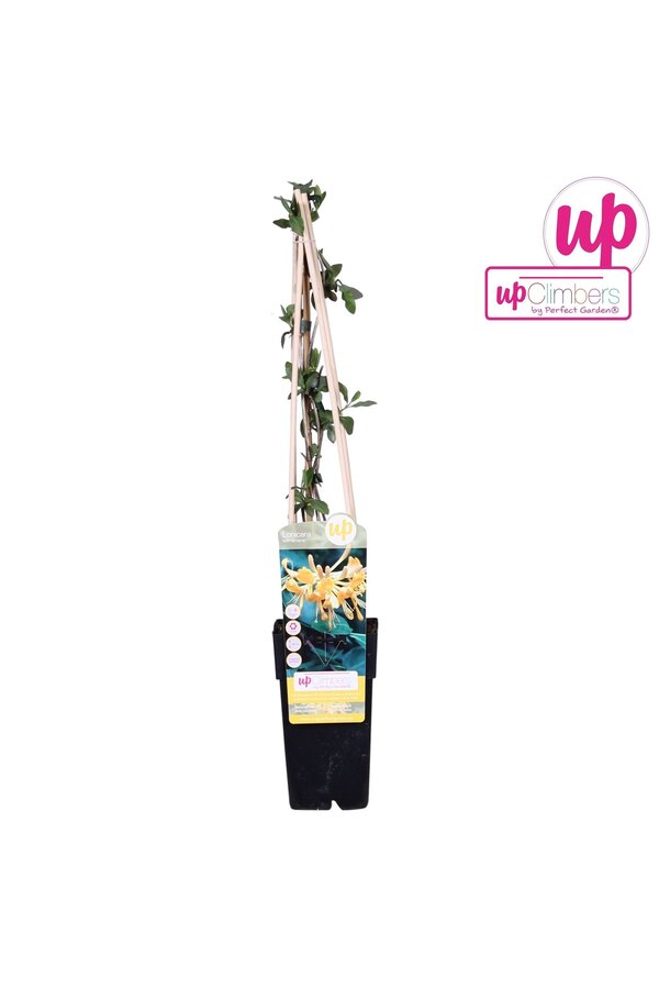 Lonicera Tellmanniana P15