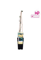 Lonicera Tellmanniana P15