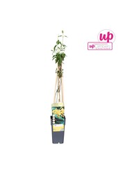 Lonicera Tellmanniana P15