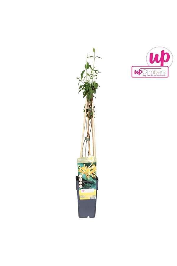 Lonicera Tellmanniana P15