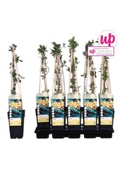 Lonicera Tellmanniana P15