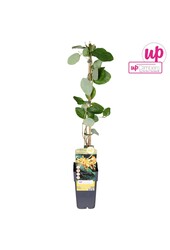 Lonicera Tellmanniana P15