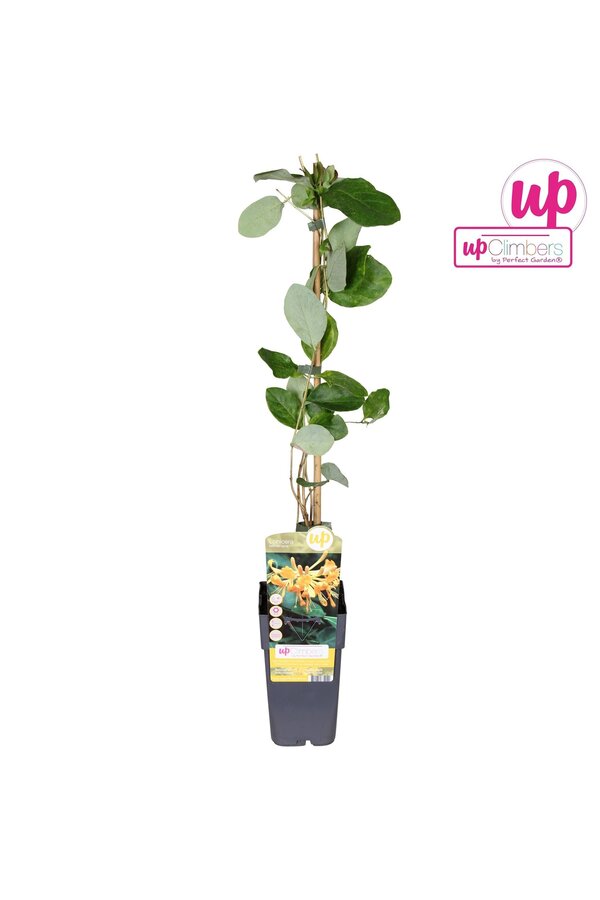 Lonicera Tellmanniana P15