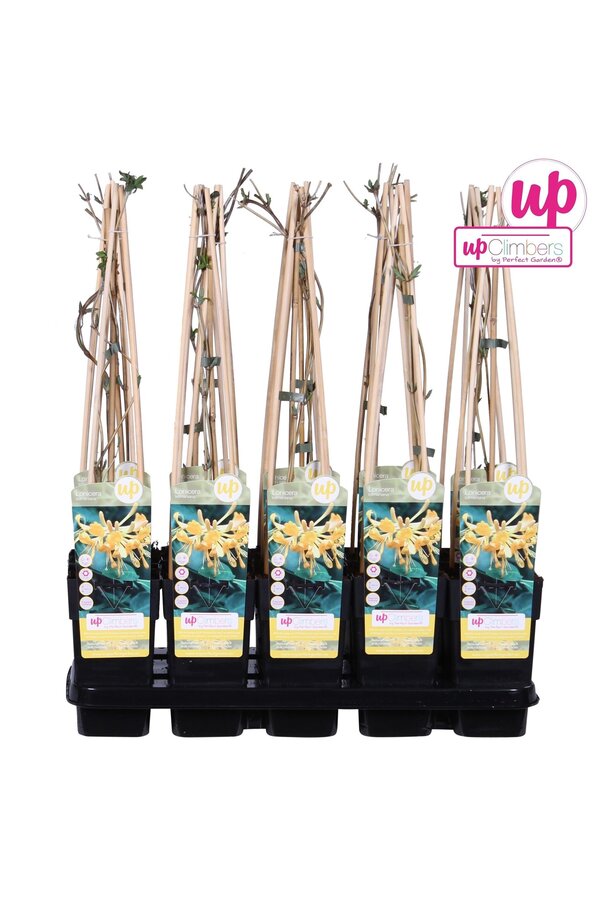 Lonicera Tellmanniana P15