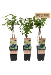 Lonicera Kamtschatica P15