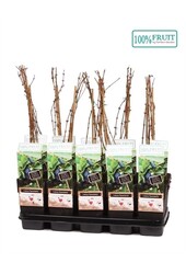 Lonicera Kamtschatica P15