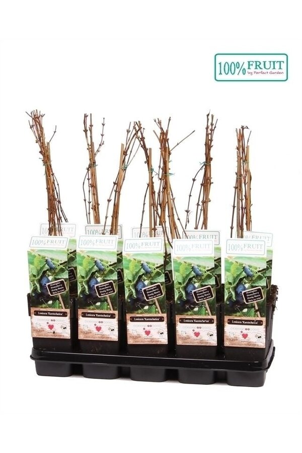 Lonicera Kamtschatica P15